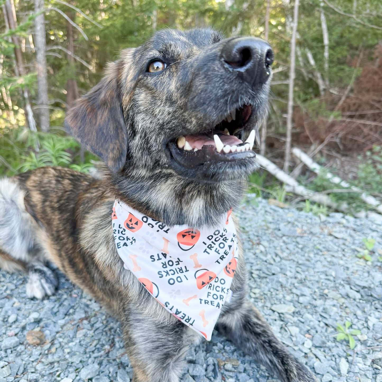 Fall Fun Reversible Weatherproof Dog Bandanas
