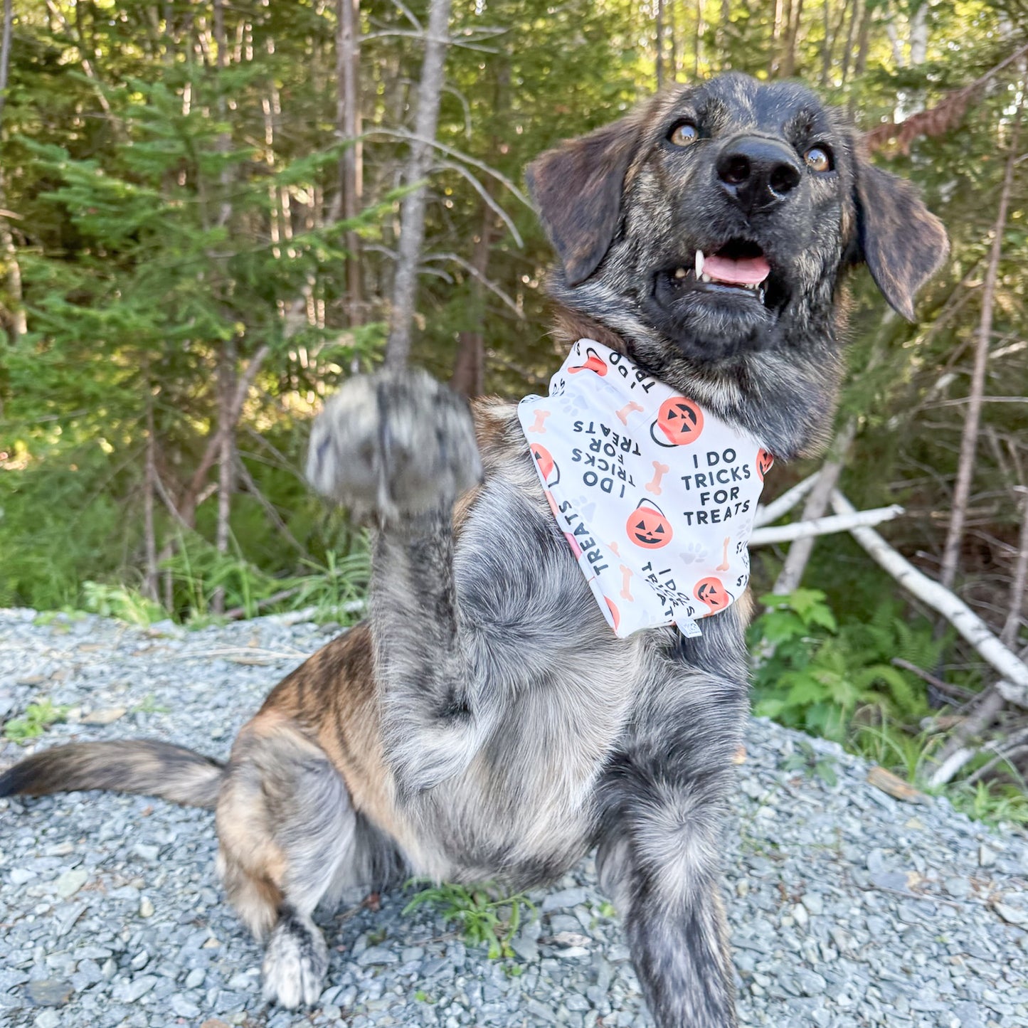 Fall Fun Reversible Weatherproof Dog Bandanas