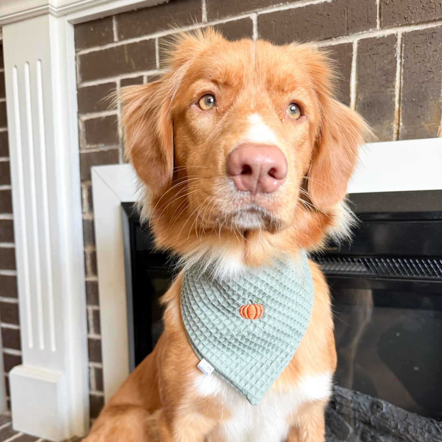 Fall Waffle Knit Embroidered Dog Bandanas