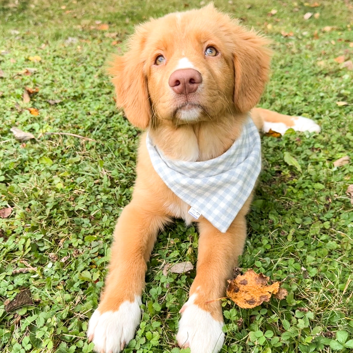 Paw-fectly Plaid Dog Bandana