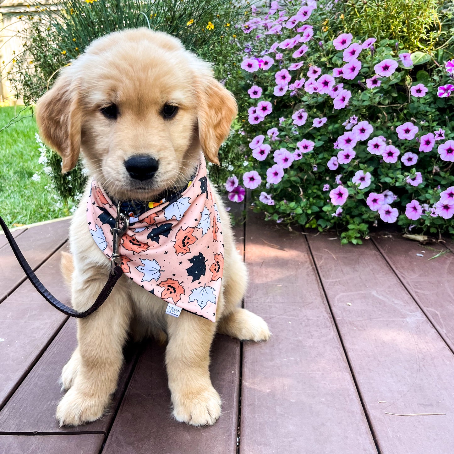 Spooky & Sweet Reversible Weatherproof Dog Bandana