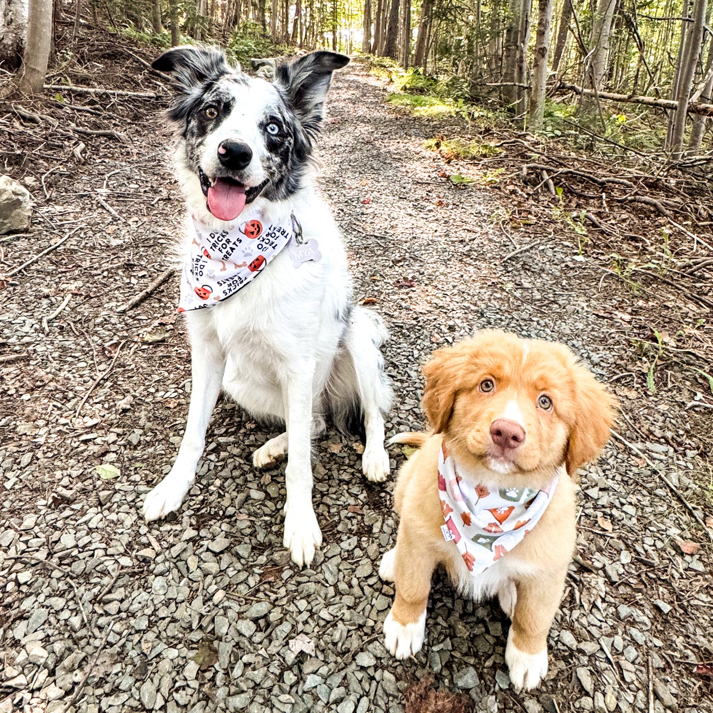 Pumpkin Spice Pup Reversible Weatherproof Dog Bandana