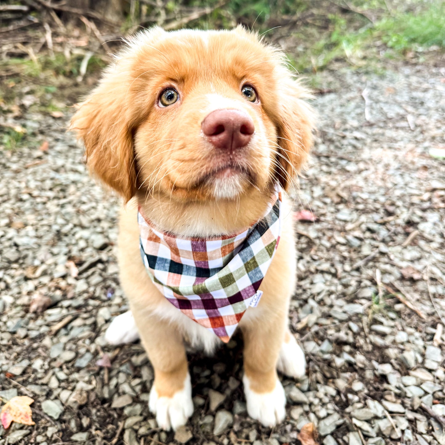 Pumpkin Spice Pup Reversible Weatherproof Dog Bandana