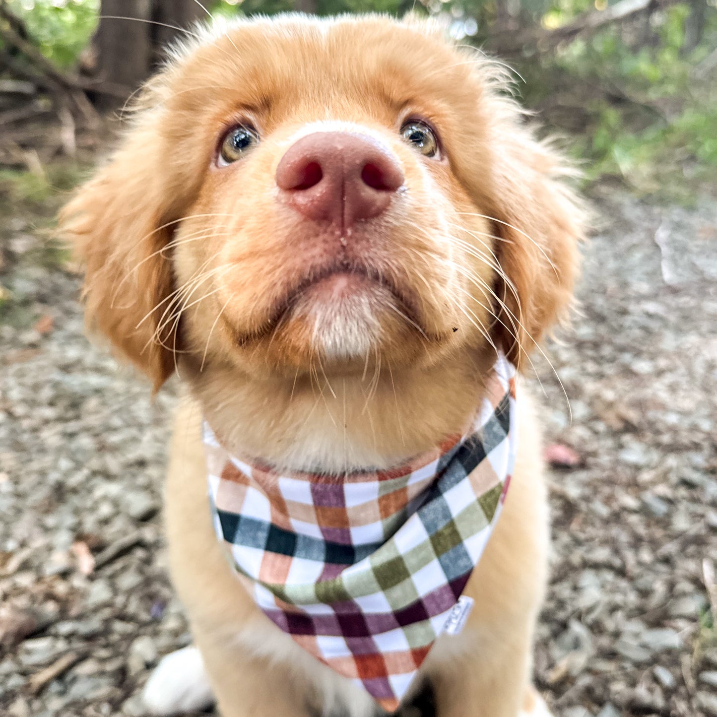 Pumpkin Spice Pup Reversible Weatherproof Dog Bandana