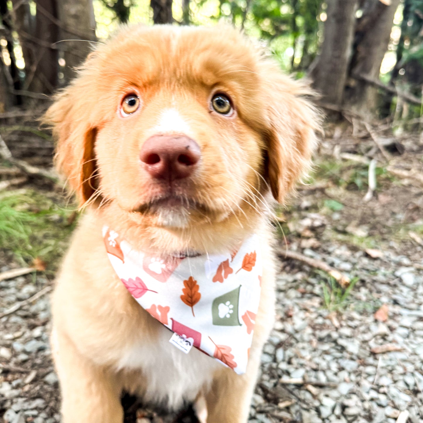 Pumpkin Spice Pup Reversible Weatherproof Dog Bandana