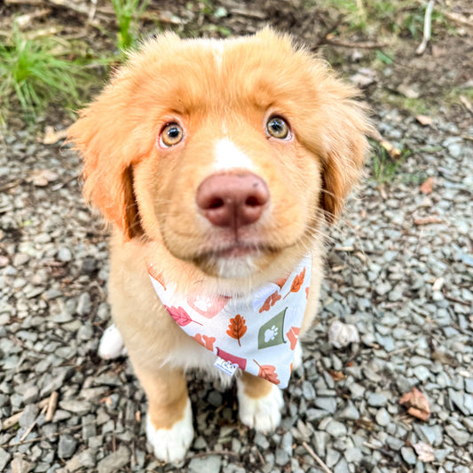 Pumpkin Spice Pup Reversible Dog Bandana