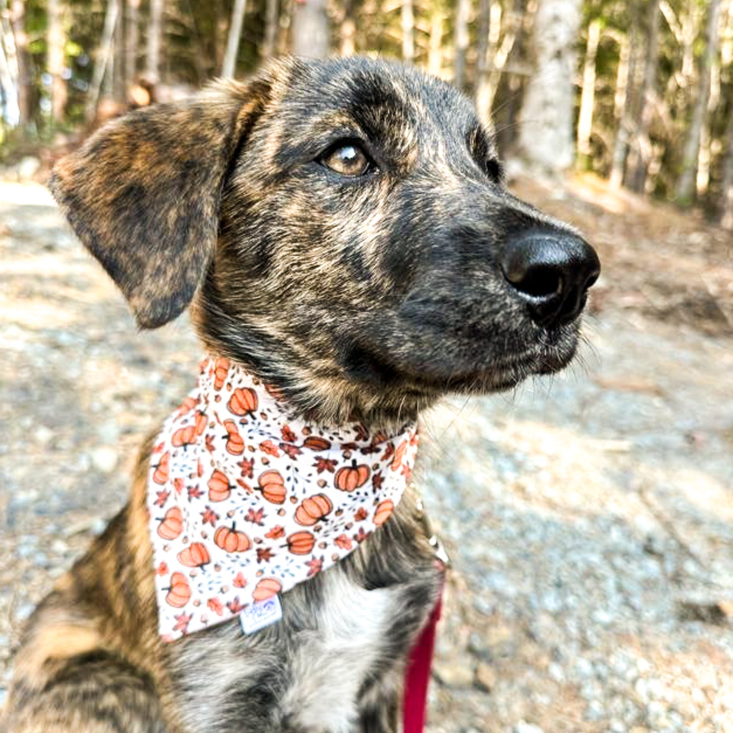 Sweet Harvest Reversible Weatherproof Dog Bandana