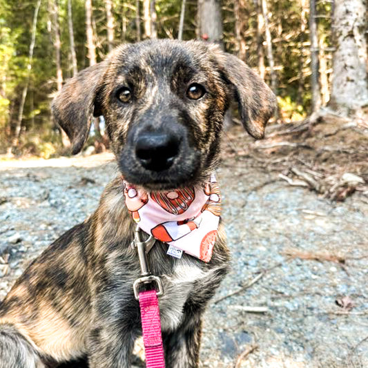 Sweet Harvest Reversible Dog Bandanas