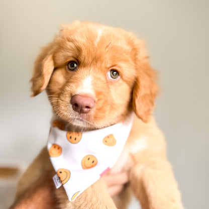 Happy Puppy Essentials Box