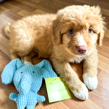 Happy Puppy Essentials Box