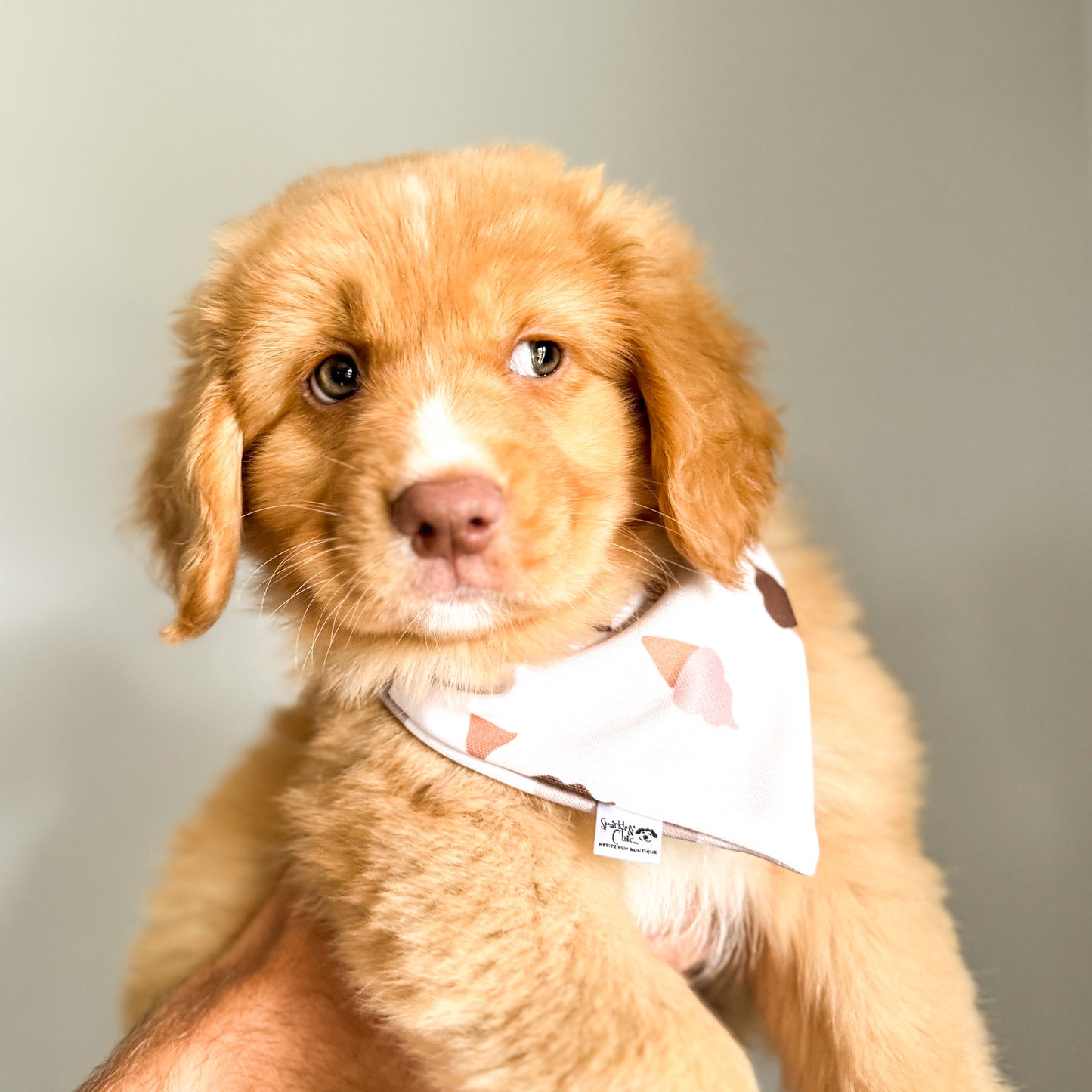 Scoops & Squares Reversible Weatherproof Dog Bandana