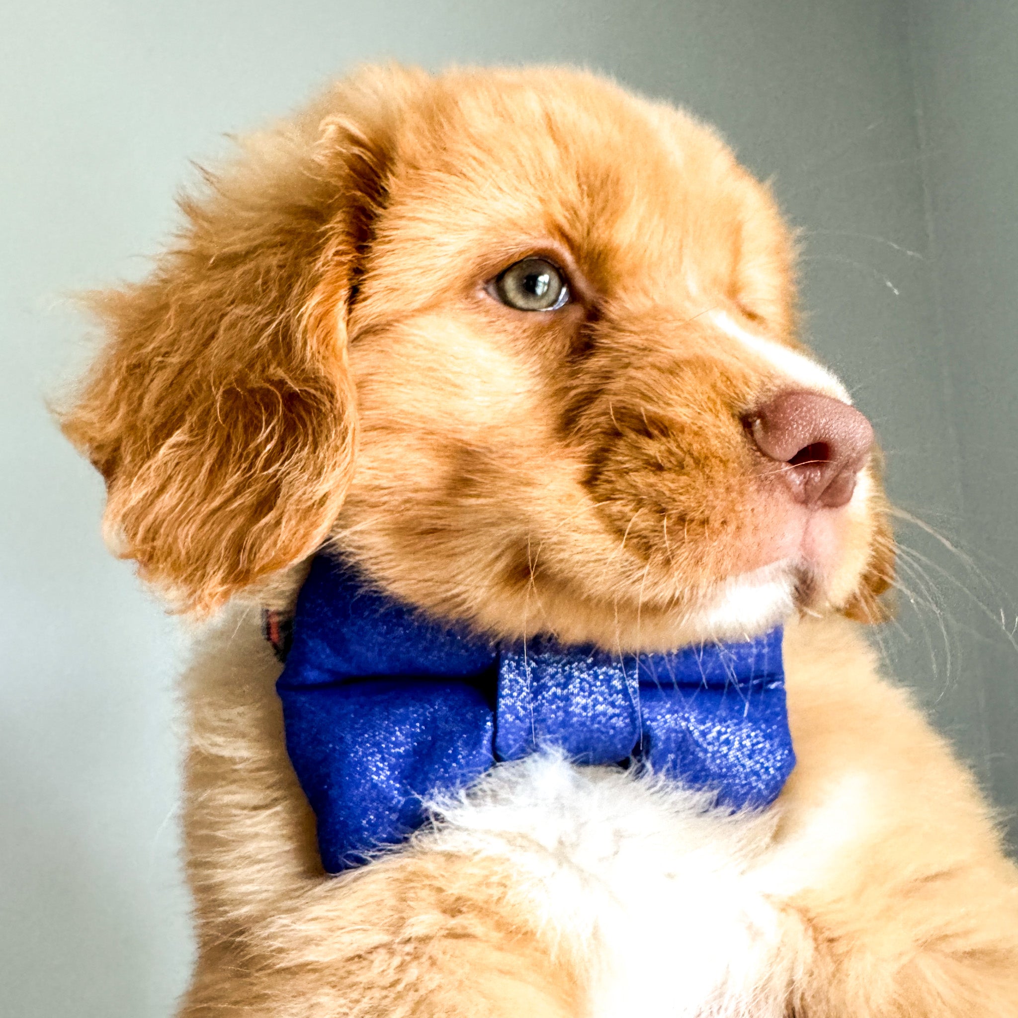 Golden retriever puppy with bow tie hotsell