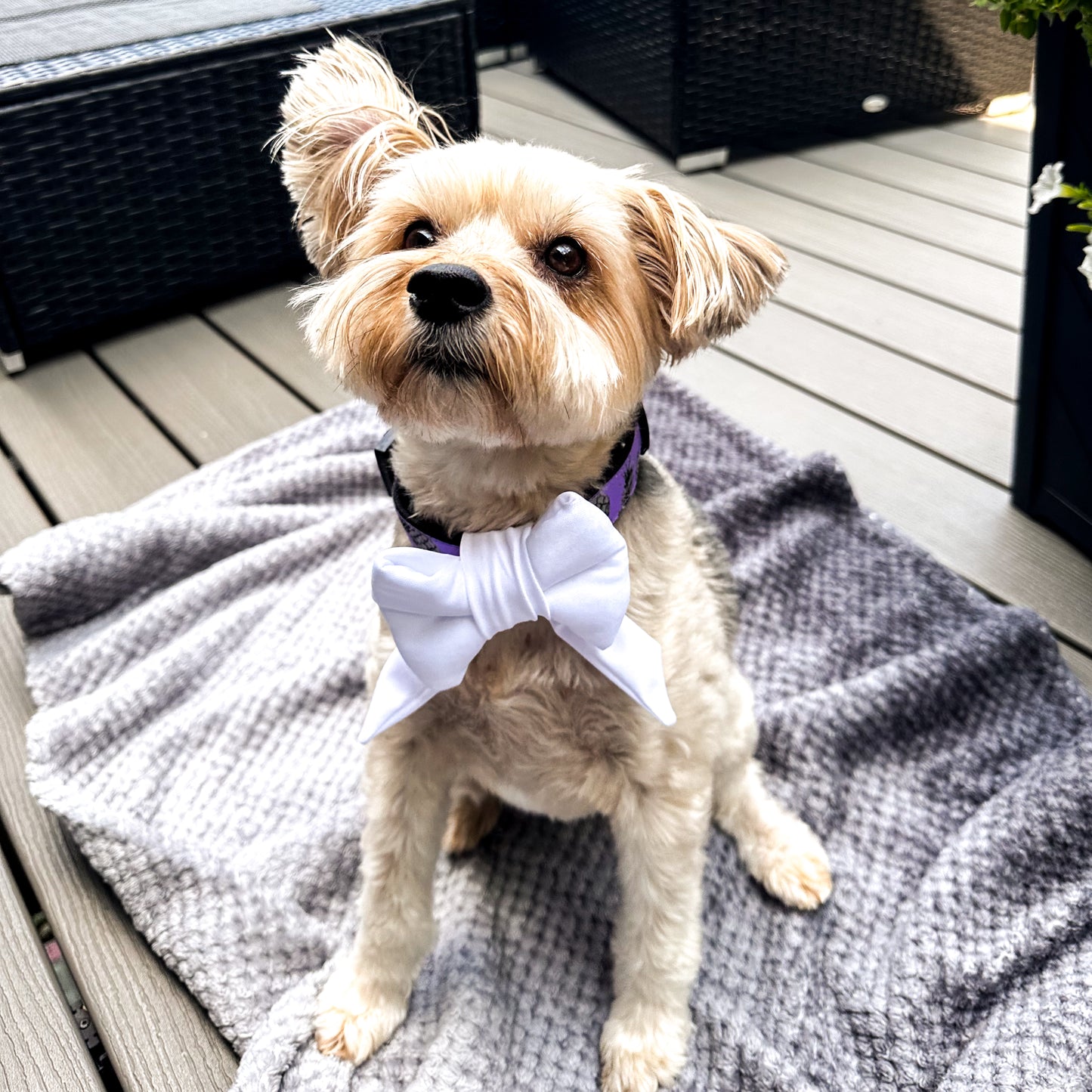 Small brown dog wearing a white dog bow.