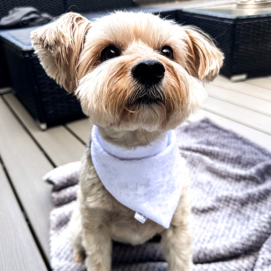 Small brown dog wearing a white wedding floral lace dog bandana.