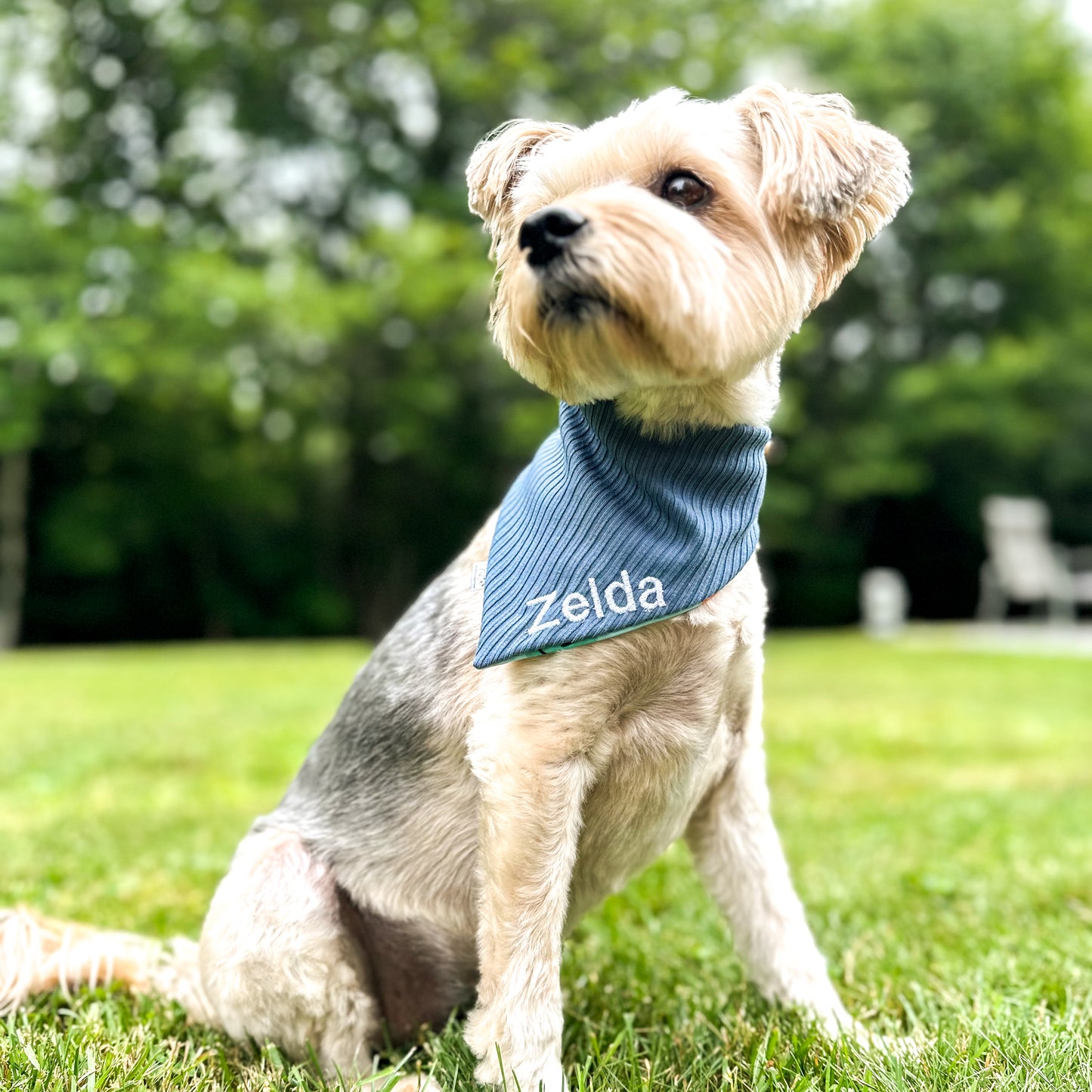 A small brown dog sitting in the grass wearing a blue bandana with the name "Zelda" embroidered in white.