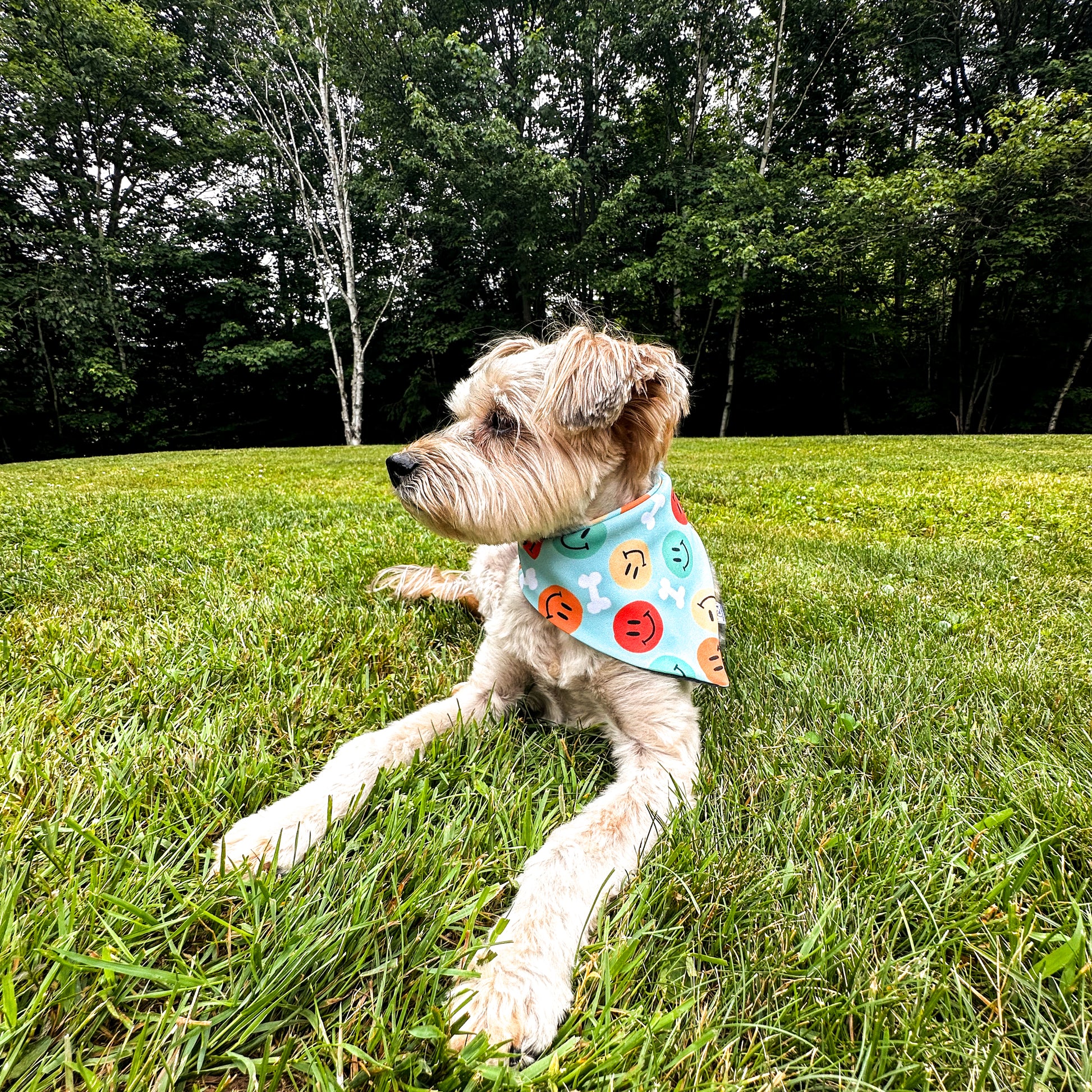 A small brown dog laying in the grass wearing a turquoise bandana with white dog bones and red, orange, yellow and green smiley faces.