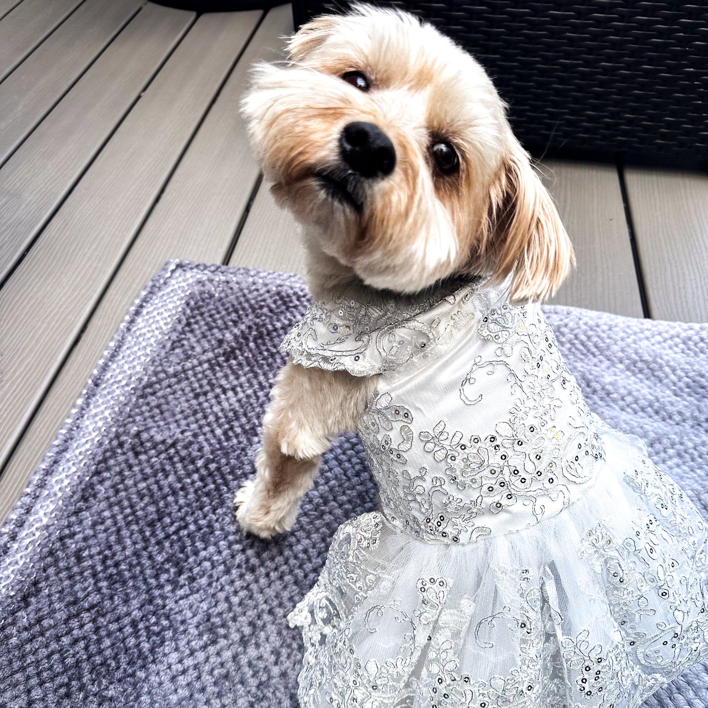 Small brown dog in white dog wedding dress with silver sequins.