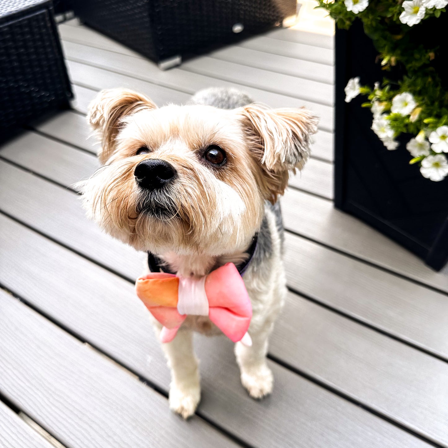 Small brown dog wearing a pink tie dye dog bow.