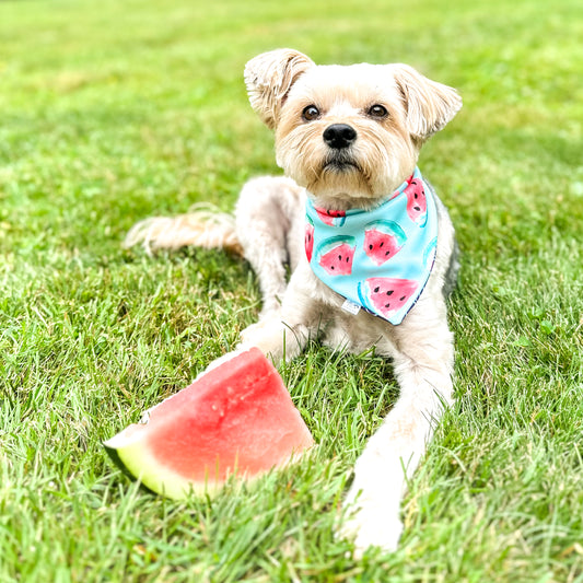 A small brown dog laying in the grass with a slice of watermelon between its legs, wearing a turquoise bandana with watermelon slice print.