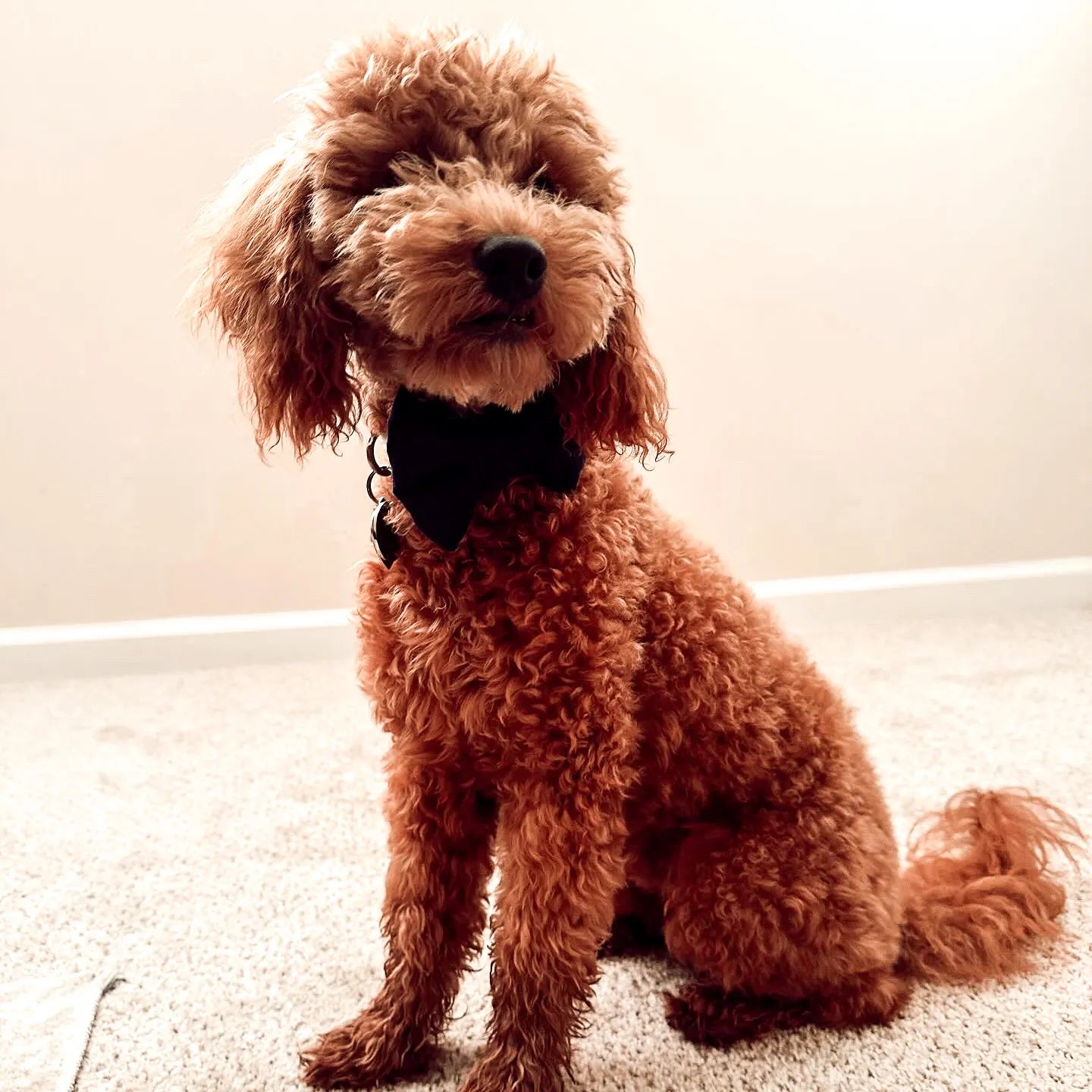 Formal Dog Bowtie