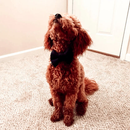 Formal Dog Bowtie