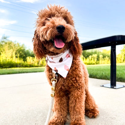 Scoops & Squares Reversible Weatherproof Dog Bandana