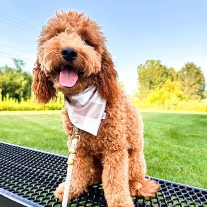 Scoops & Squares Reversible Weatherproof Dog Bandana