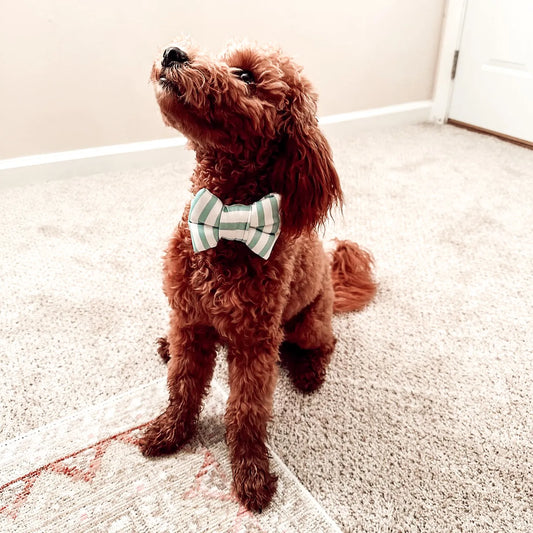 Turquoise Stripes Classic Dog Bowtie