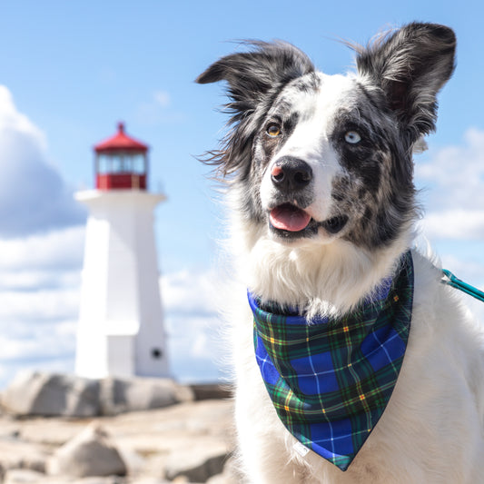 Proud Nova Scotian Pup Reversible Weatherproof Dog Bandana